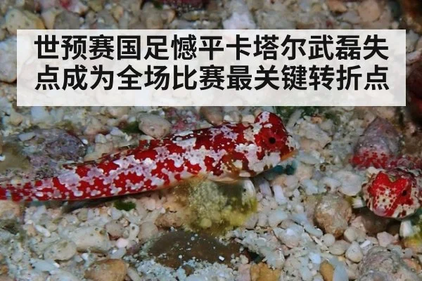 世预赛国足憾平卡塔尔武磊失点成为全场比赛最关键转折点